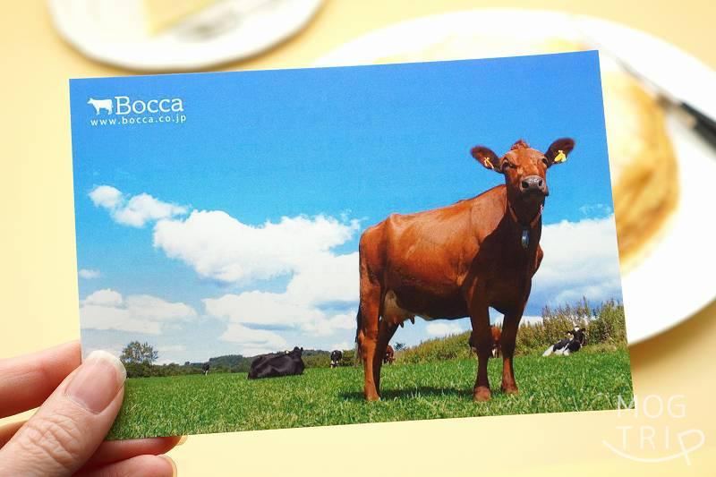 牧家で育てるアングラー牛